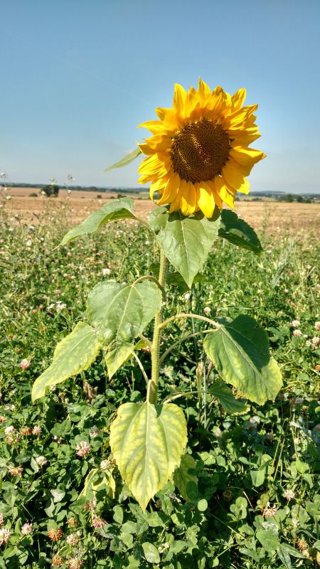 Sonnenblume